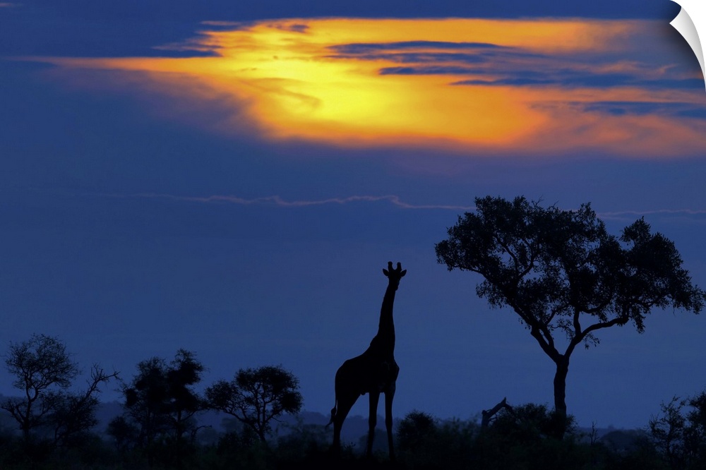 Silhouette of a giraffe standing beside a tree on the Serengeti at sunset, Africa.