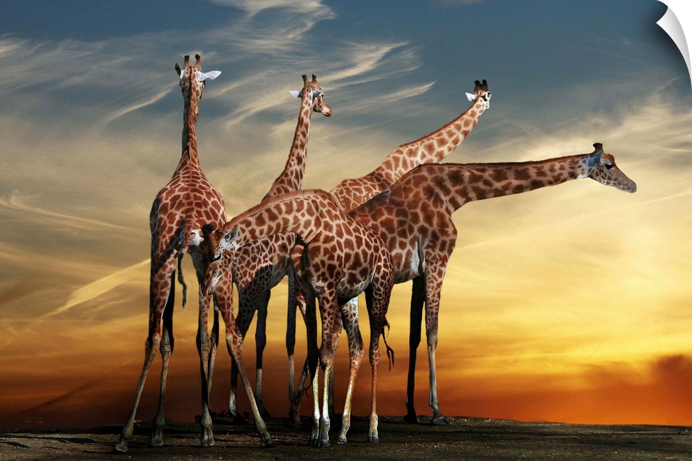 A group of giraffes underneath a dramatic sunset sky.