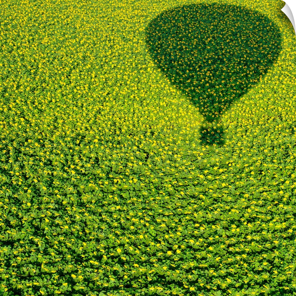 Shadow of a hot air balloon on a field of sunflowers.