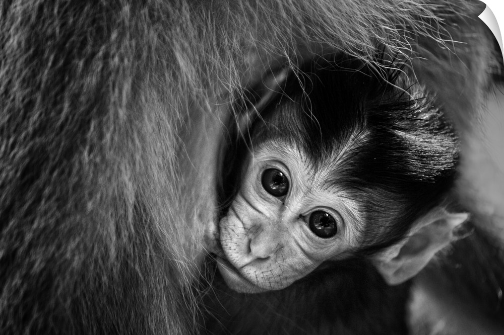 A black and white photograph of a baby monkey swaddled in the arms of its mother.