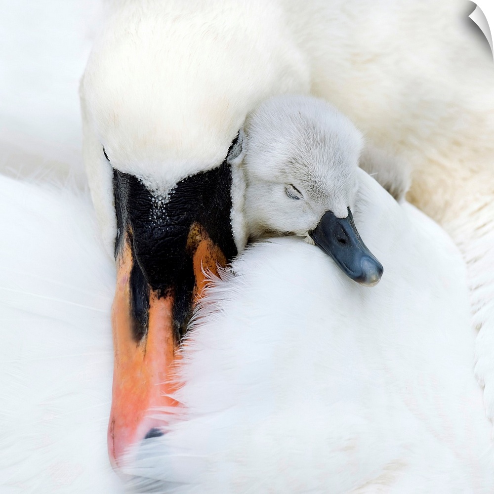 As a result of the recent extreme mild weather experienced in the U.K. over 120 pairs of nesting swans at Abbotsbury on Ch...