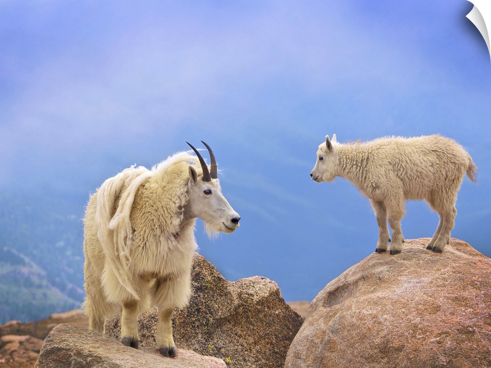 A young mountain goat and its mother standing n the top of a mountain.