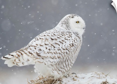 A Side Portrait Of Snowy Owl