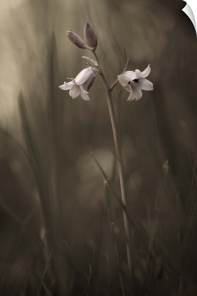 Two small flowers and two buds emerge from the grass.