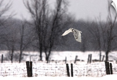 A Snowy Snowy Owl