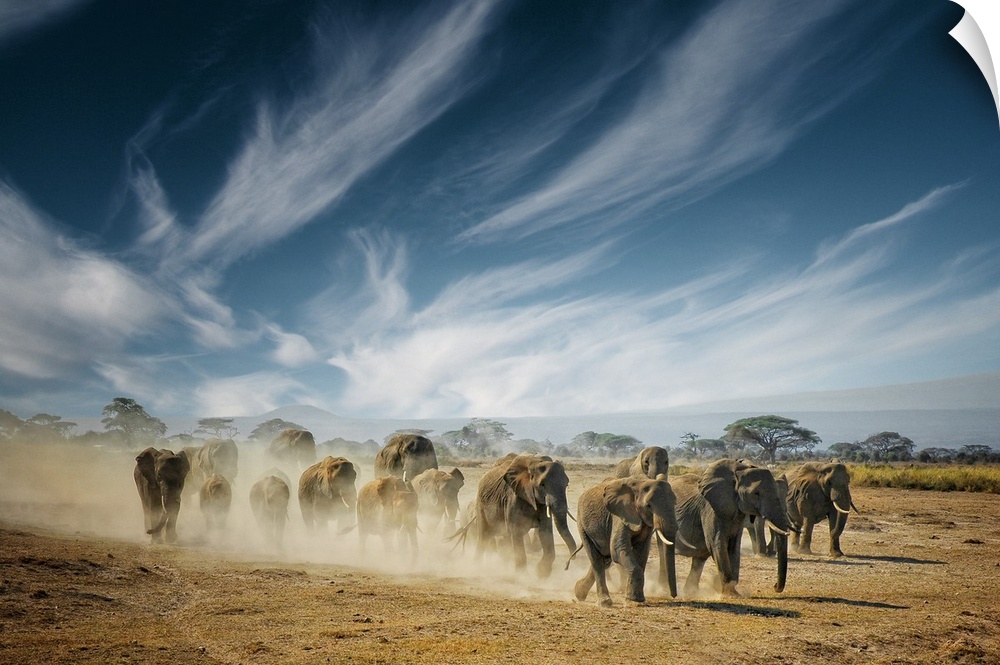 A family of elephants kicking up dust as they walk across the savanna in Africa.