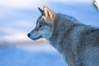 A Vigilant Wolf
