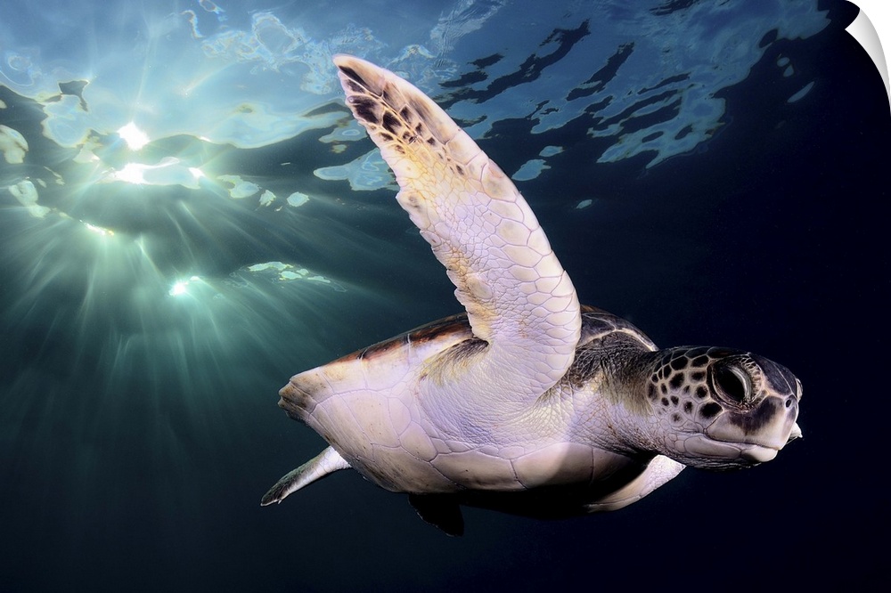 Underwater photo of a sea turtle swimming just below the surface.