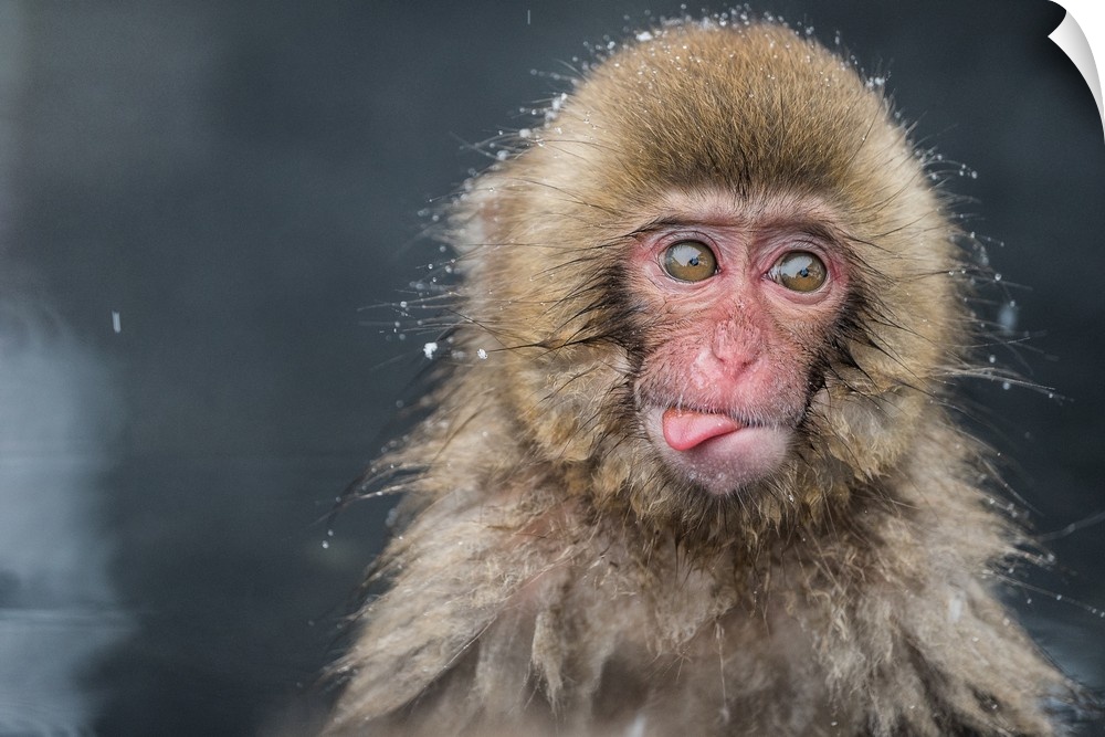 Portrait of a baby monkey covered in water droplets while bathing and sticking its tongue out.