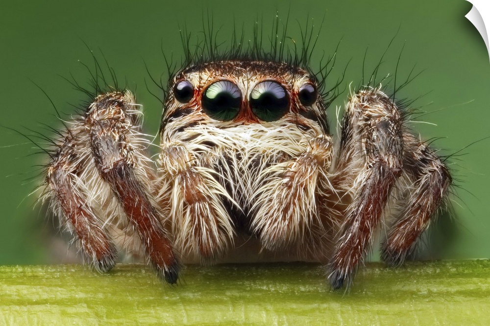 Close up image of a fuzzy spider, with four of its eyes and its mandibles clearly visible.