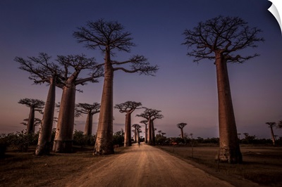 Allace Des Baobabs