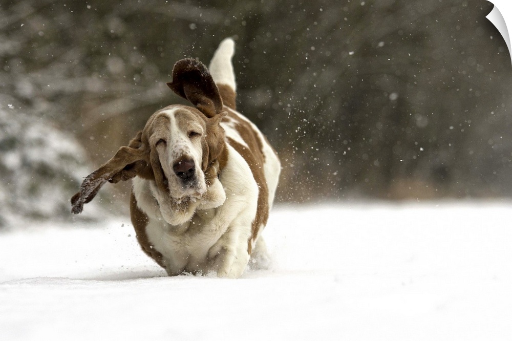 A floppy basset hound runs through fresh snow in winter playground.