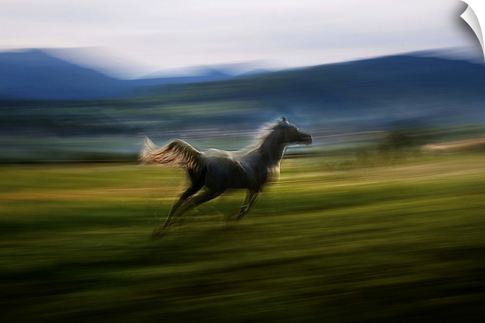Blurred motion image of a galloping horse in a meadow.