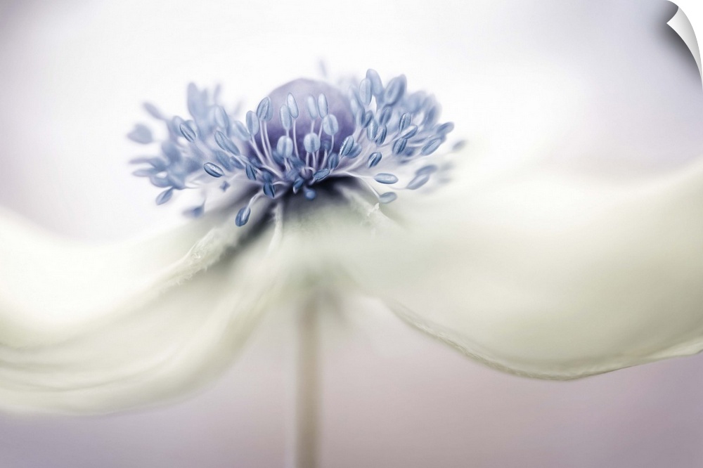 Close up photo of the center of a white Anemone flower.