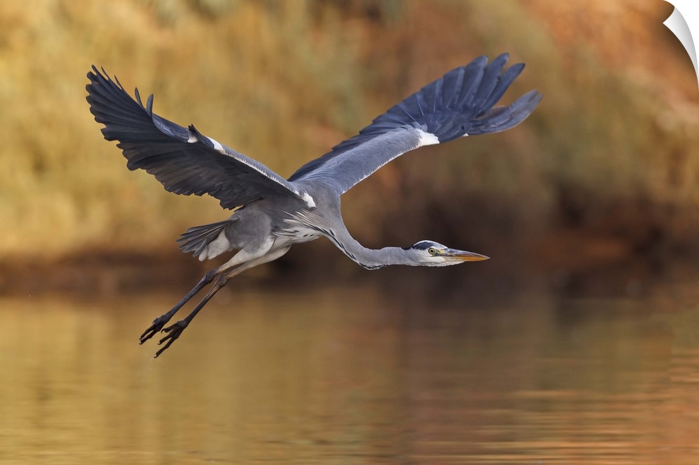 A Great Blue Heron flies low over the water, with wings and neck outstretched.