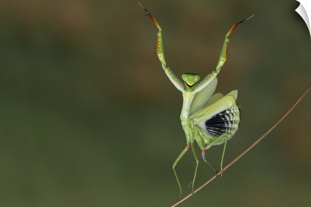 A mantis raises its forelegs and spreads its wings on a thin branch.