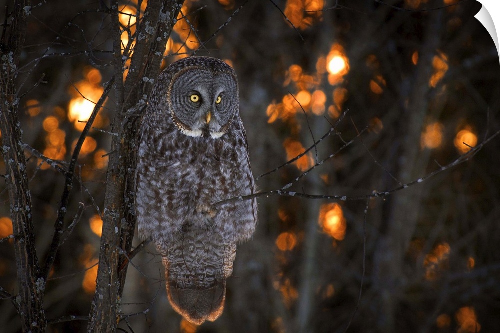 A Great Gray Owl with bright yellow eyes sits on a branch at sunset.
