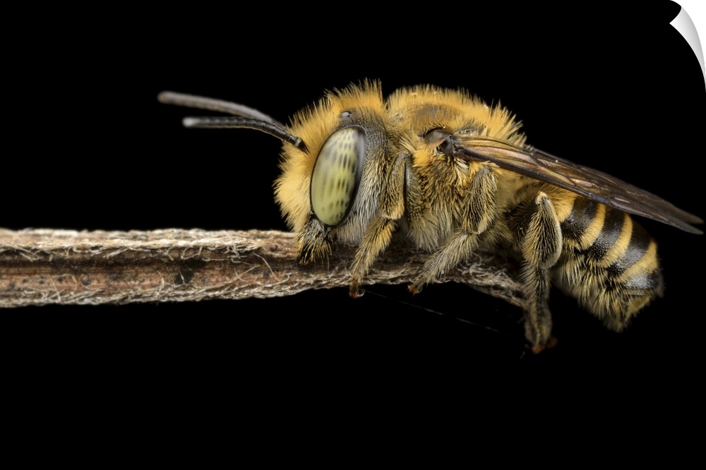 Macro image of a bee hanging on to the end of a small twig, its fuzzy legs and spotted eyes clearly visible.