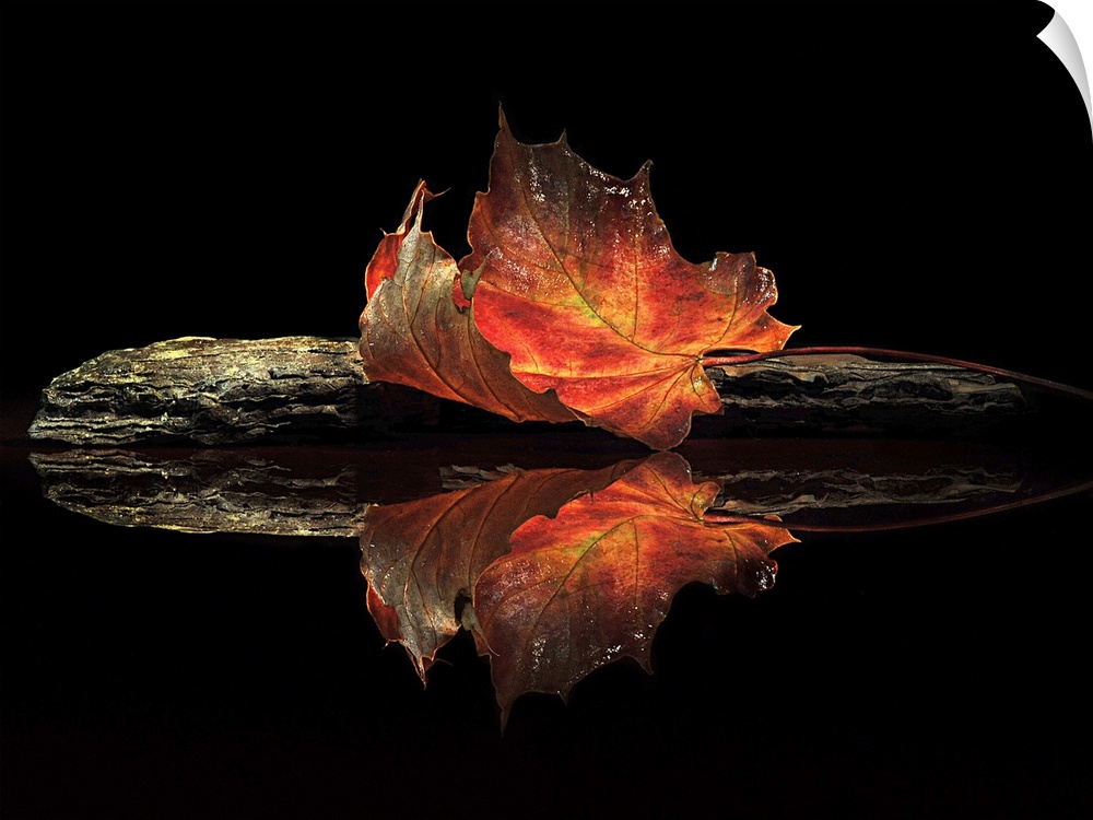 A bright red leaf laying on a dark stone with a mirror reflection on the water.