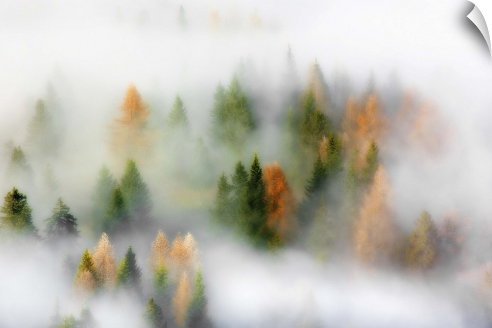 The tops of pine trees in a forest poking out from a very dense fog.