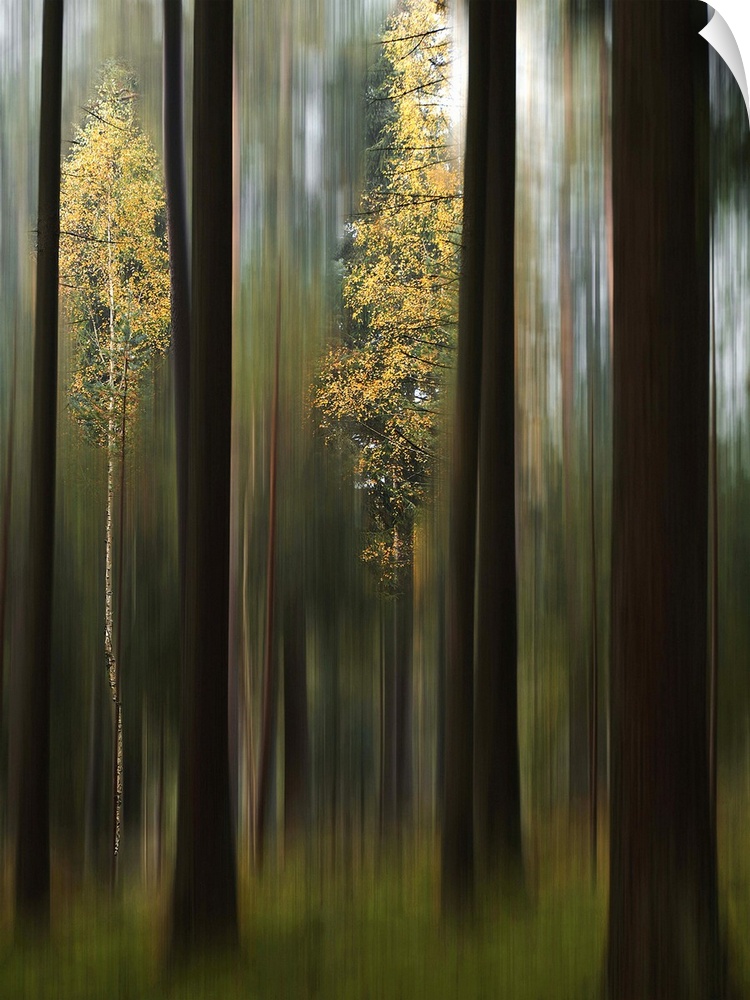 Blurred motion image of vivid yellow leaves standing out in a forest of dark trees.