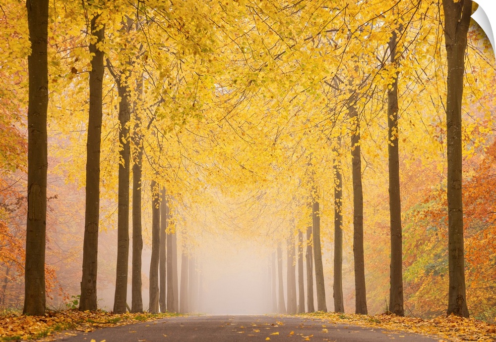 Autumn Road