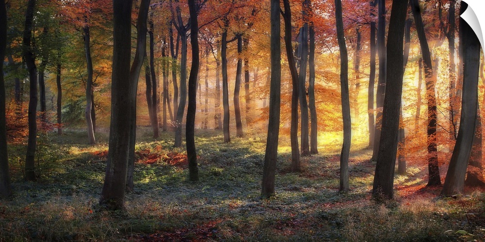 An autumn forest lit ablaze in the light of the sunrise.