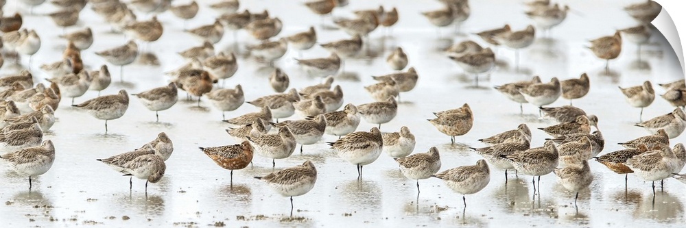 Panoramic photograph of a flock of birds on the seashore with a shallow depth of field.