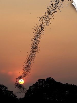 Bat Swarm At Sunset