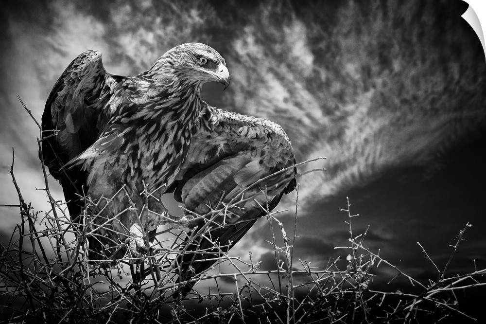 A black and white photograph of a hawk spreading its wings.
