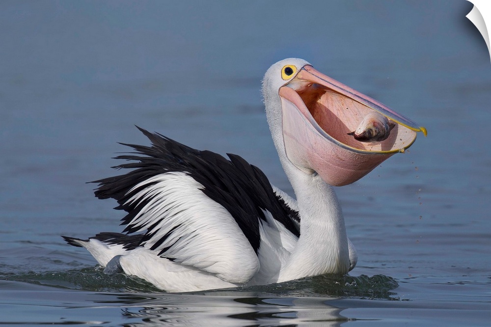A pelican caught i the act of catching a fish in its mouth.