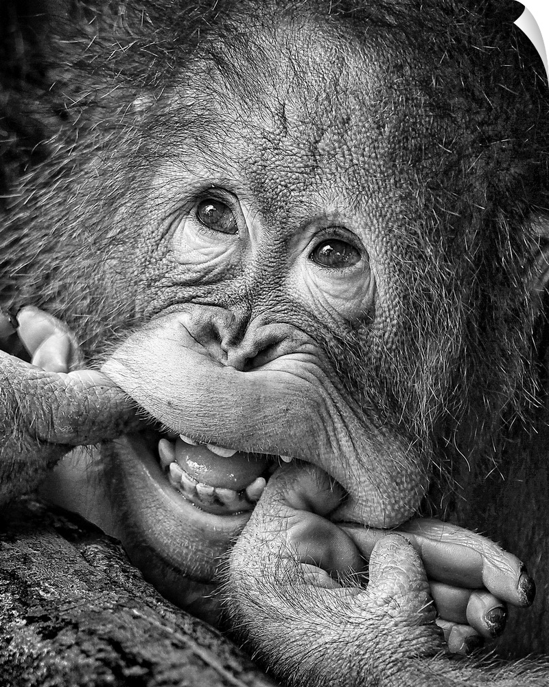 Humorous image of a young orangutan making a funny face.