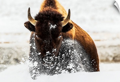Bison In Action