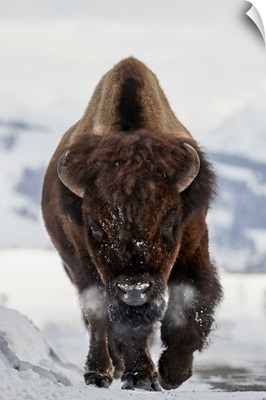 Bison Incoming