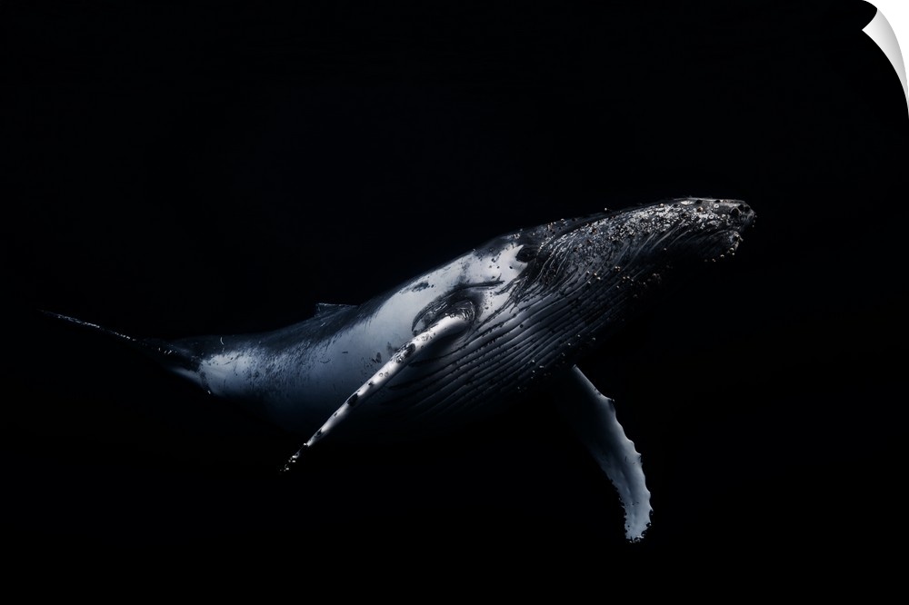 A portrait of a humpback whale swimming soundly in the deep blue ocean.