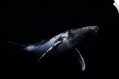Black and Whale