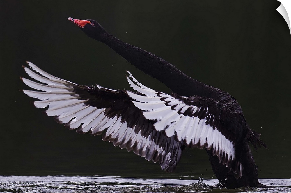 An elegant Black Swan prepares to take flight from the water, extending it's long neck and wings.