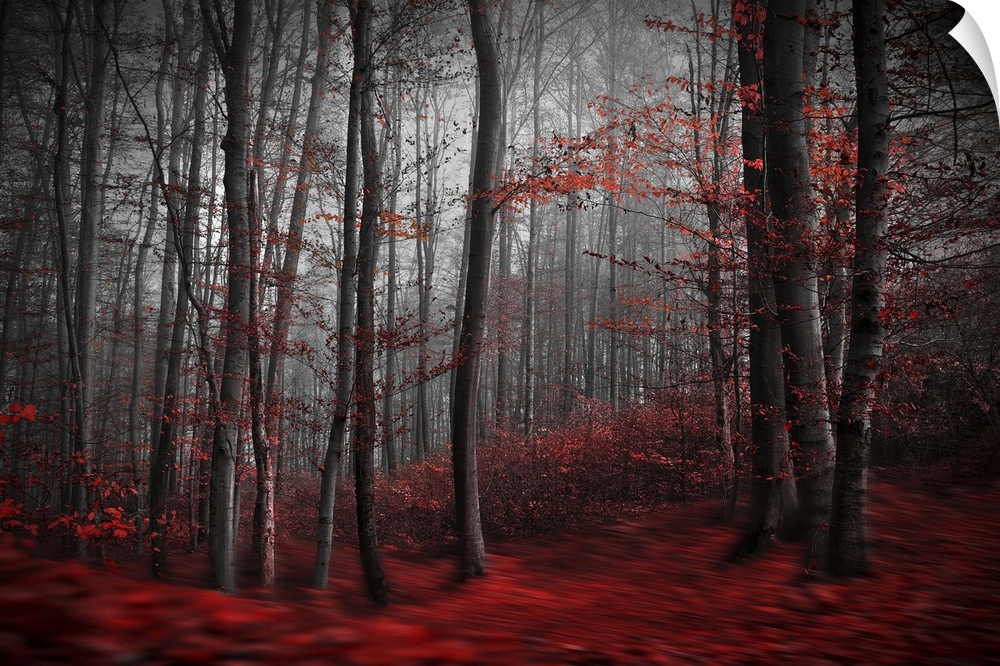 Blurred motion image of a forest in the fall, with red leaves on the ground resembling a river.