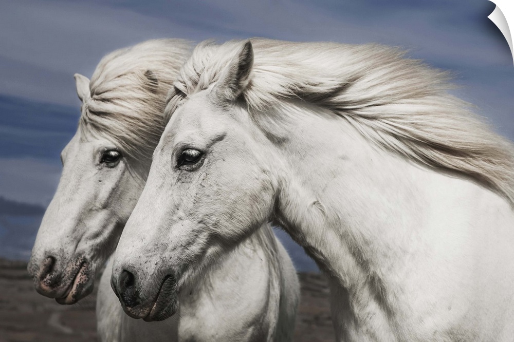 Portrait of two white horses with manes blowing in the wind, Iceland.