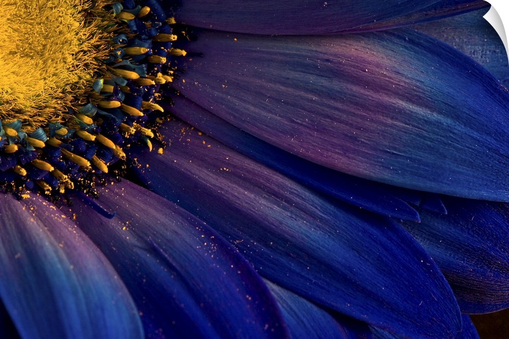 Close up photo of the yellow center and deep blue petals of a flower, with bits of pollen.