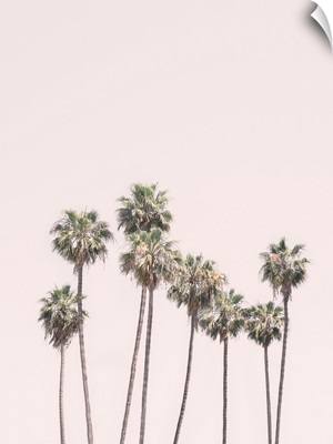 Blush Palms