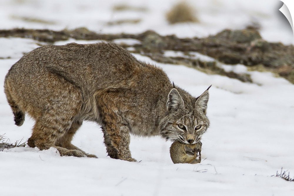 A lynx clutching its freshly caught prey in its mouth.