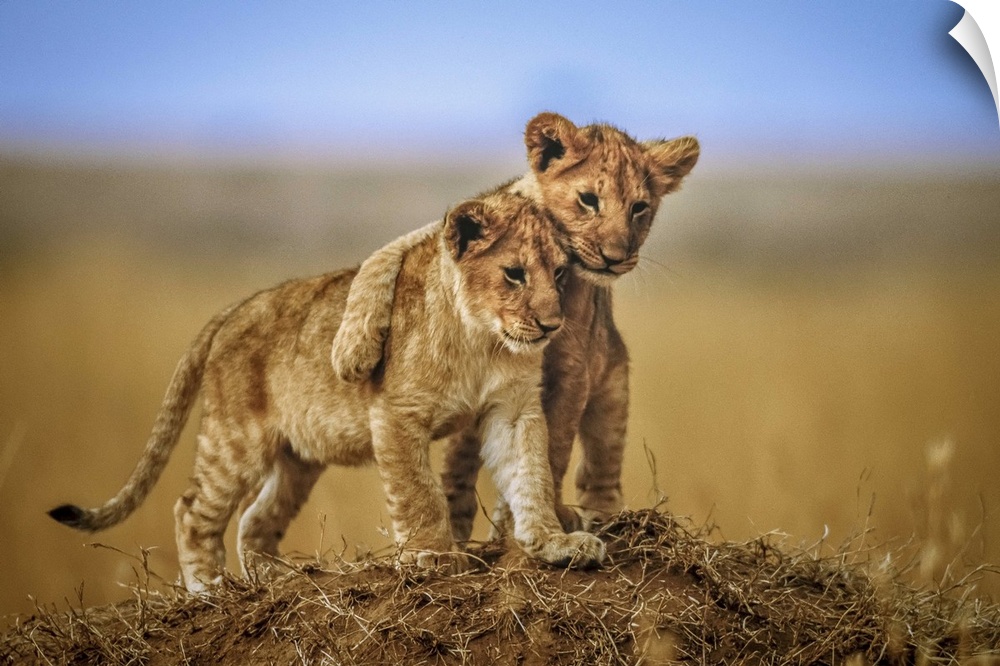 Two young lions standing together on a small hilltop in the Serengeti, Africa.
