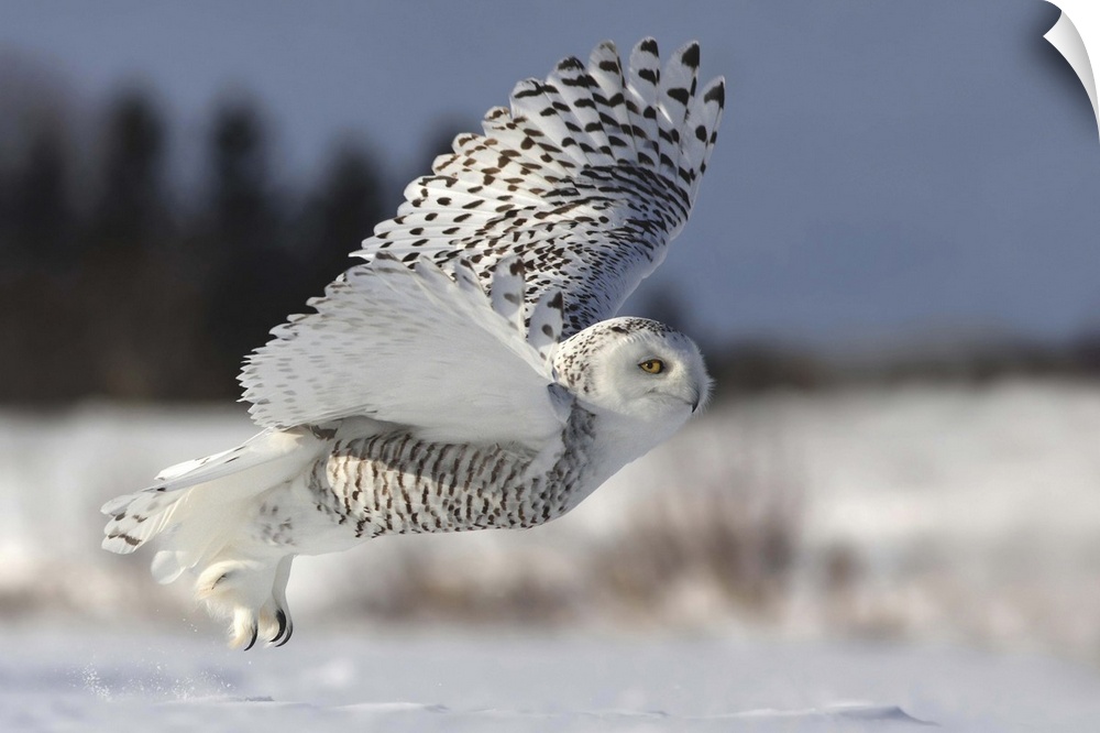 A Snowy Owl takes flight, showing its long talons and large wings.