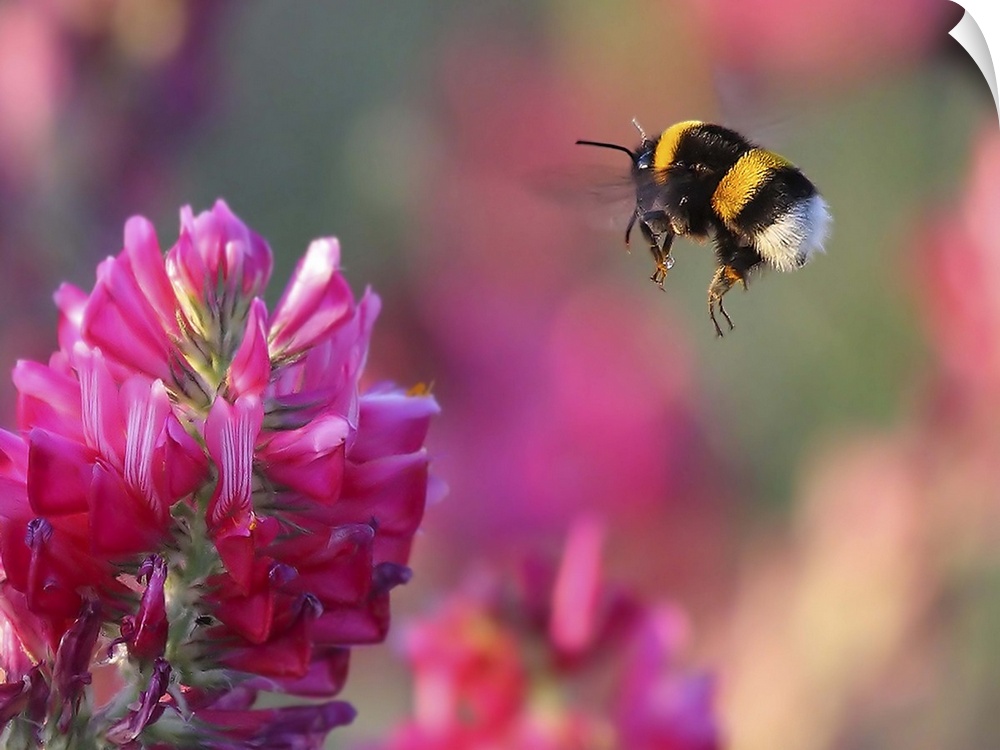 Macro photo of a bumblebee about to land on a pink flower to gather pollen.