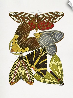 Butterflies 6