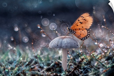 Butterfly And Mushroom