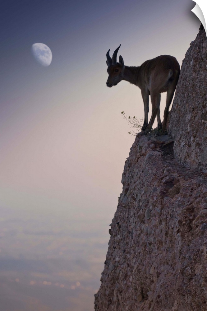 A mountain goat balances precariously on a thin ledge on the side of a cliff, wit hthe moon visible in the sky.