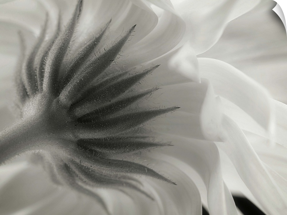 Close up black and white image of the sepal underneath flower petals.