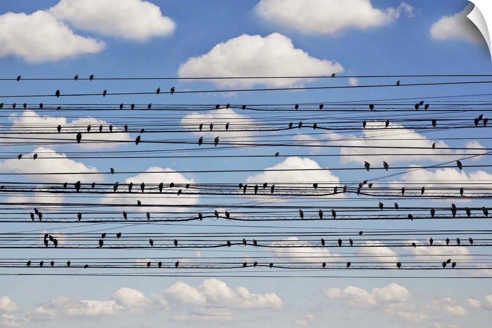 Small birds dotting rows of powerlines actually represent notes and staves, forming a few bars of "Cantus Arcticus," subti...